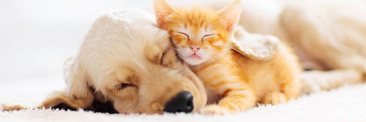 小動物の火葬は可能？対応方法と注意点