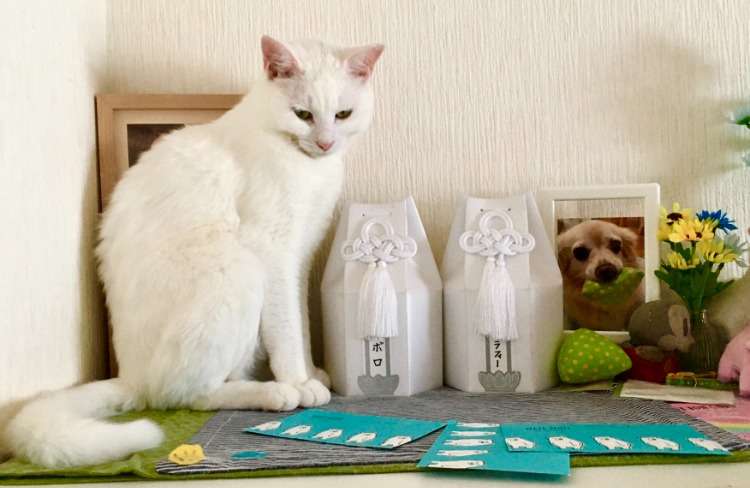 【札幌市】ペット火葬後の遺骨、どうしたらいい？