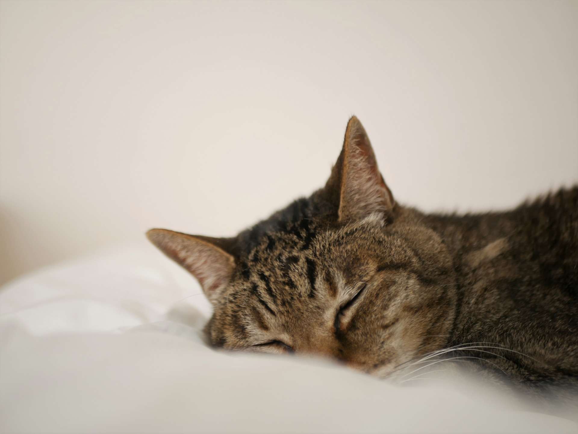 【札幌市】ペット火葬の時期はいつがベスト？後悔しないための火葬タイミングガイド