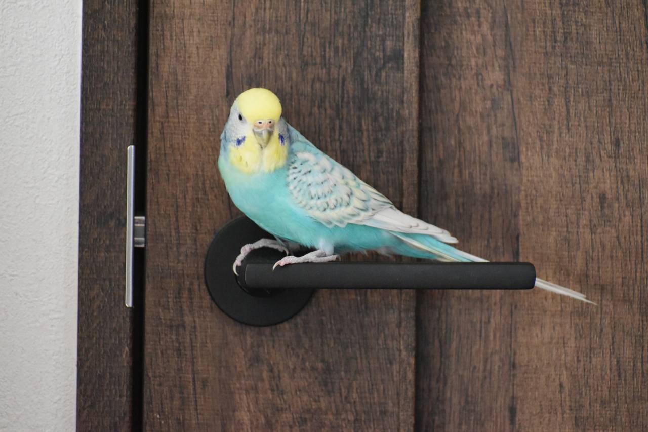 小動物のための火葬・葬儀プランの選び方