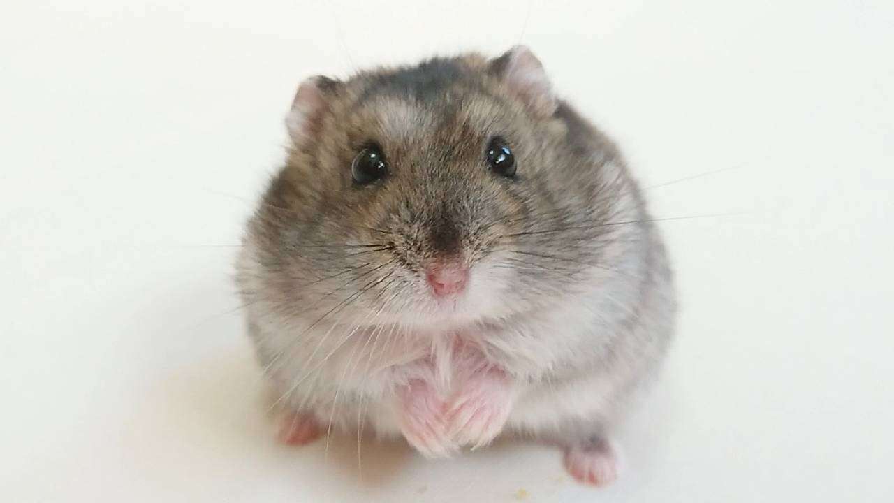 遺骨は残る？ハムスター火葬で知っておくべきこと｜方法・費用・供養まで