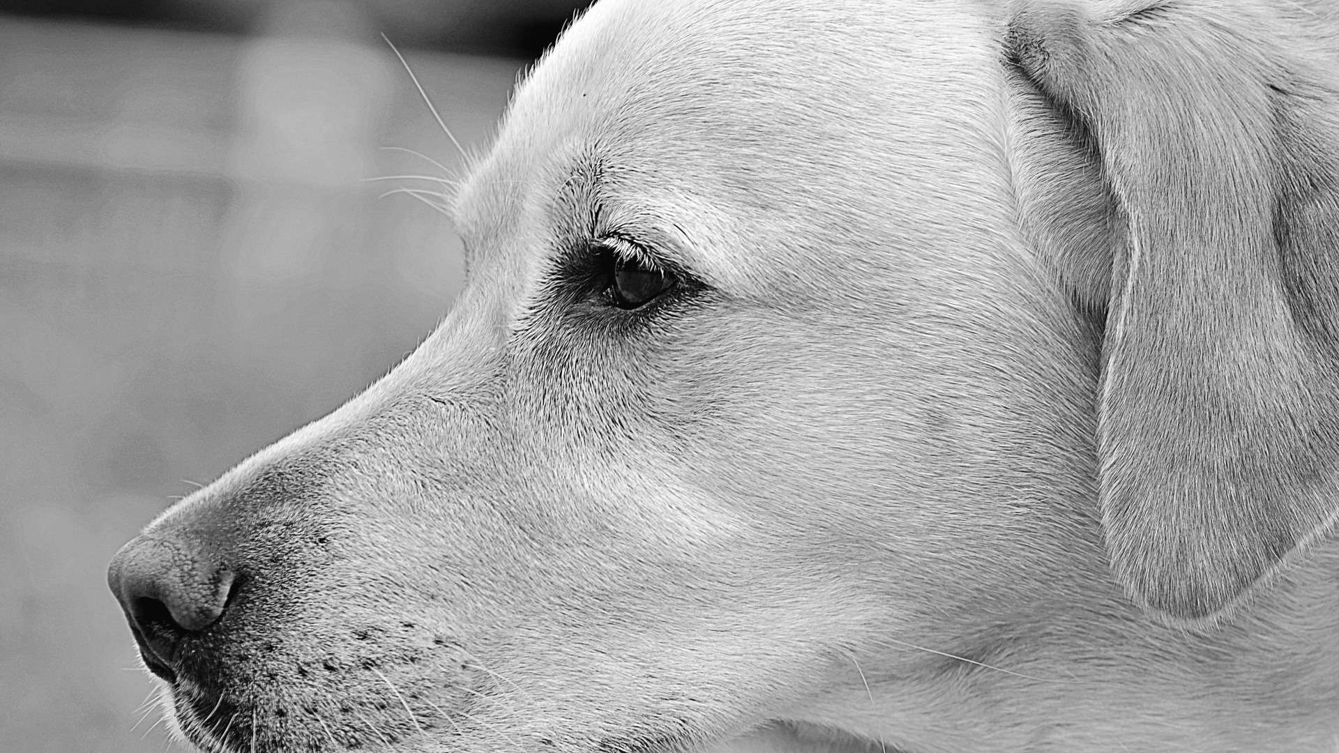 ラブラドールの旅立ちを家族みんなでお見送り