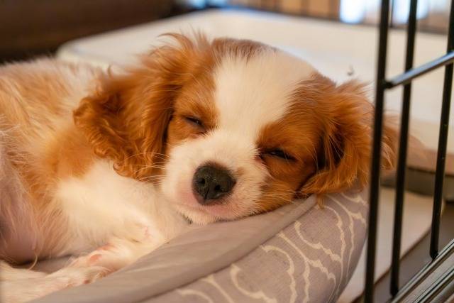 ペット火葬の証明書、ちゃんと取っていますか？手続きのすべて