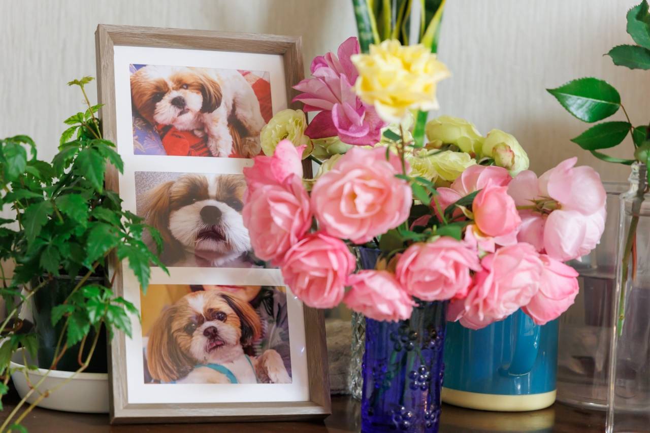 ペットと共に過ごす最後の瞬間：訪問火葬のポイント