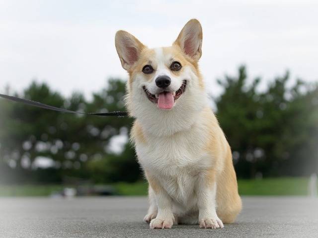 なぜペット火葬は午前中が多いのか？理由と対策徹底解説