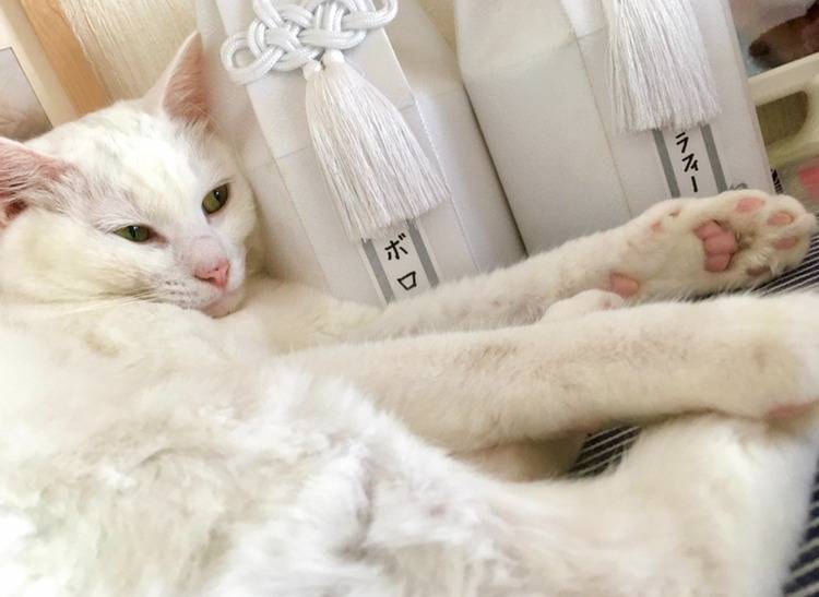 避けたい！ペット火葬で後悔する5つの失敗