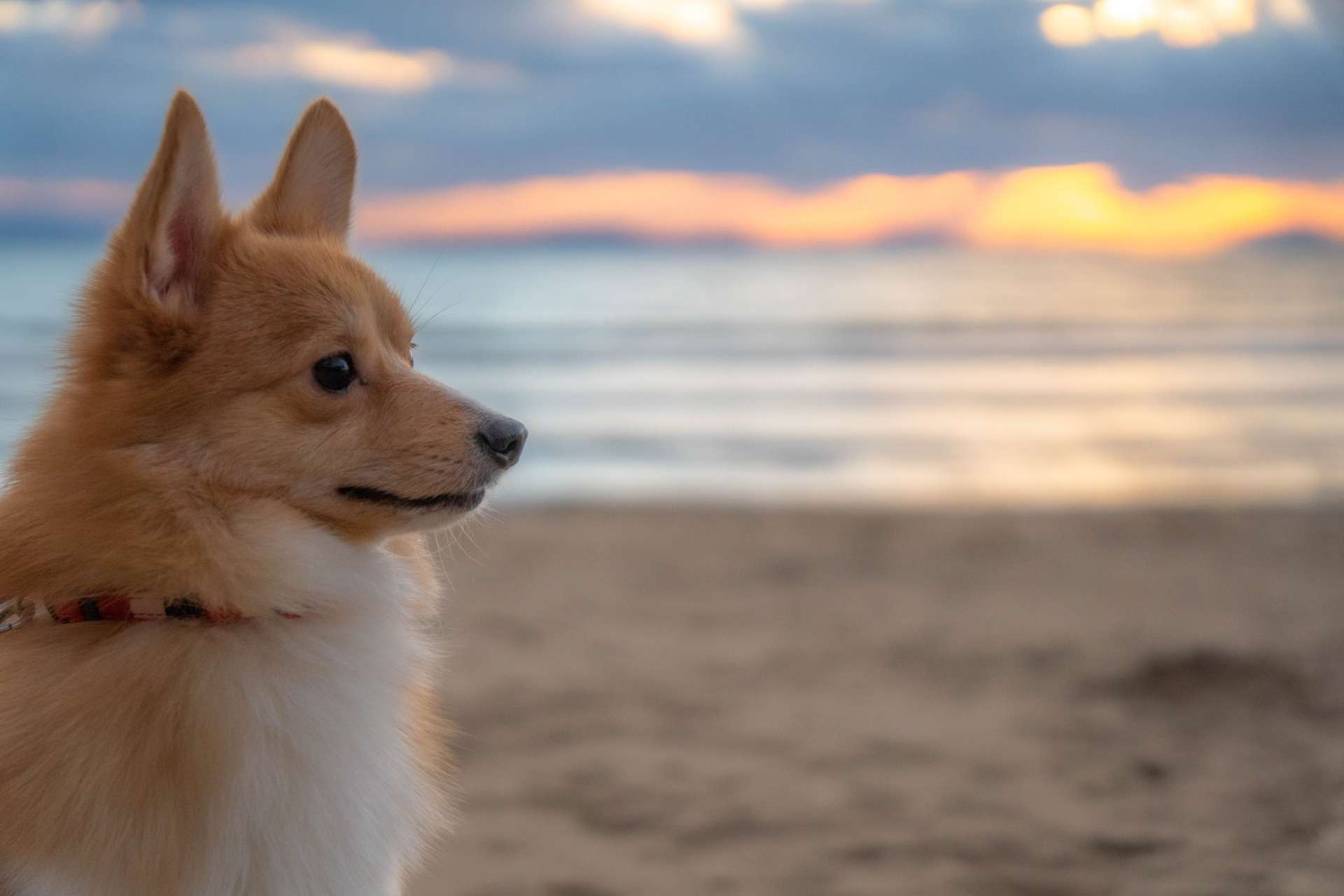 犬の火葬までの安置方法　日数と注意点まとめ