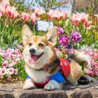 ご返骨個別火葬