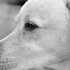 ラブラドールの旅立ちを家族みんなでお見送り