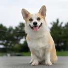 なぜペット火葬は午前中が多いのか？理由と対策徹底解説